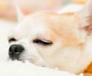 睡眠のチワワ